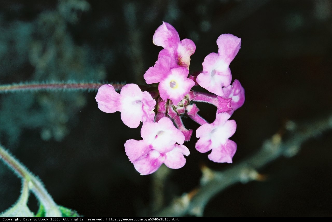 A Beautiful Flower Bouquet