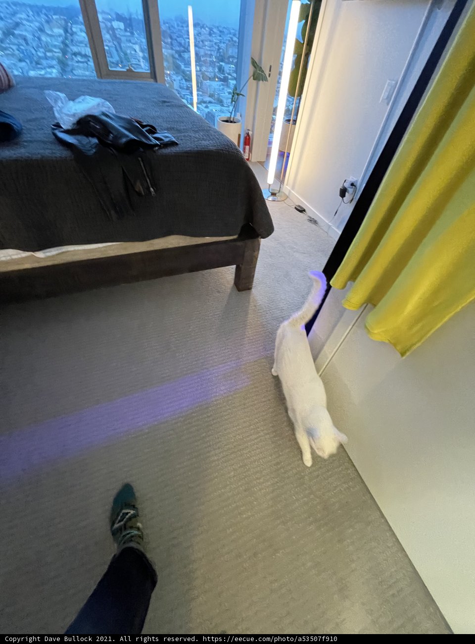 White Cat on a Bedroom Floor