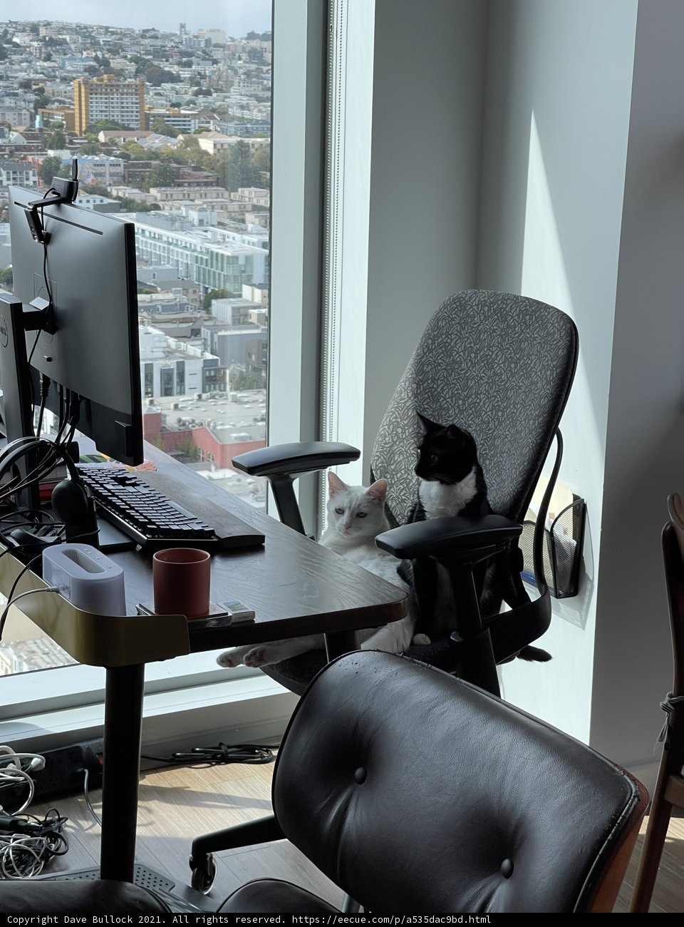 Feline Tech Support