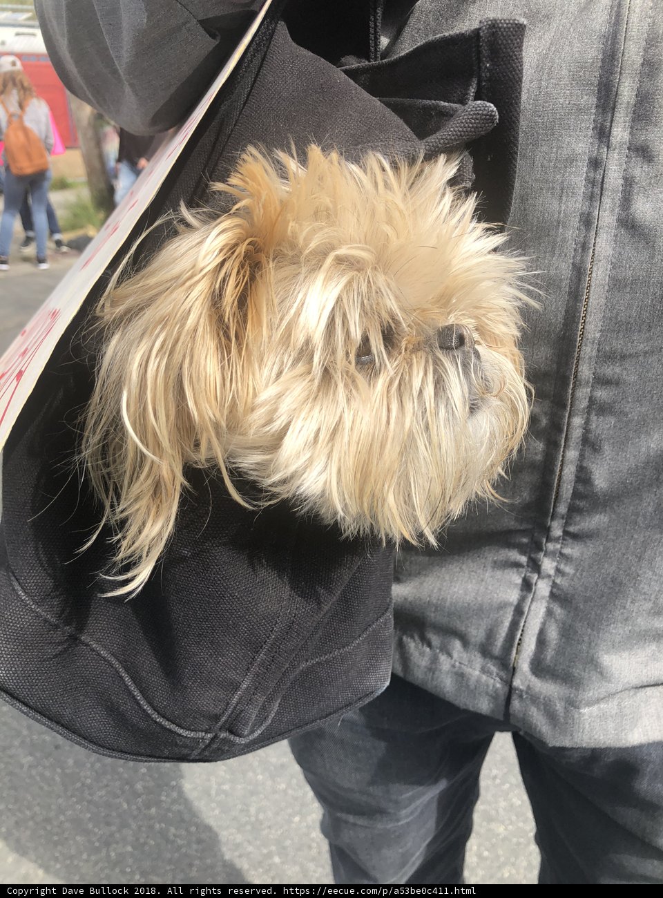Pooch Packed and Ready to Go
