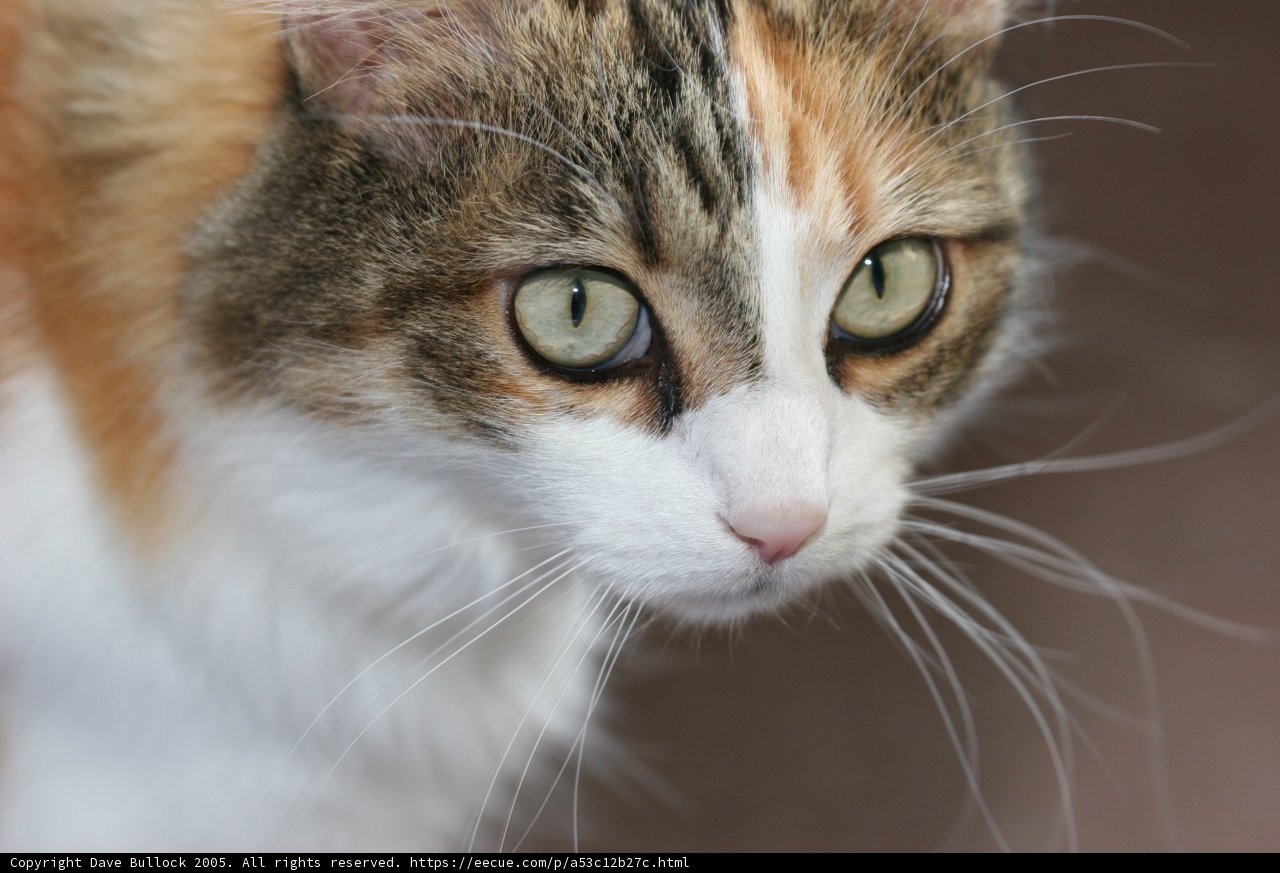 Intense Gaze