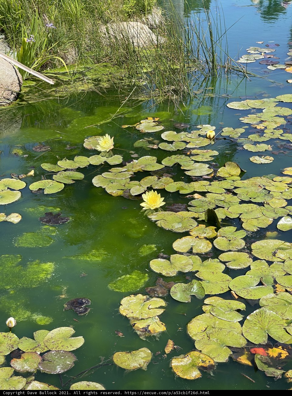 Lily Pads Afloat