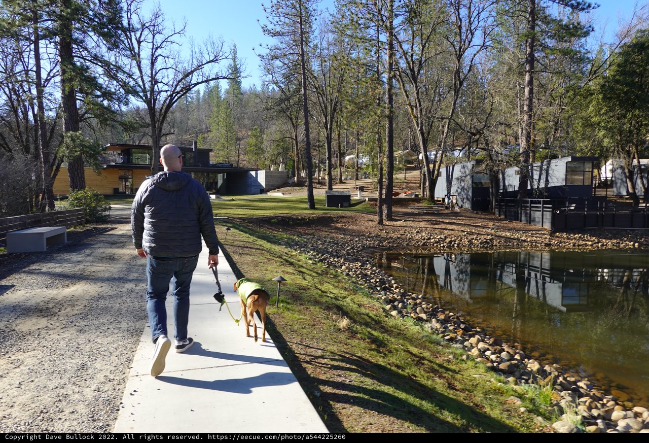 Man Walking Dog Along Peaceful Residential Pond