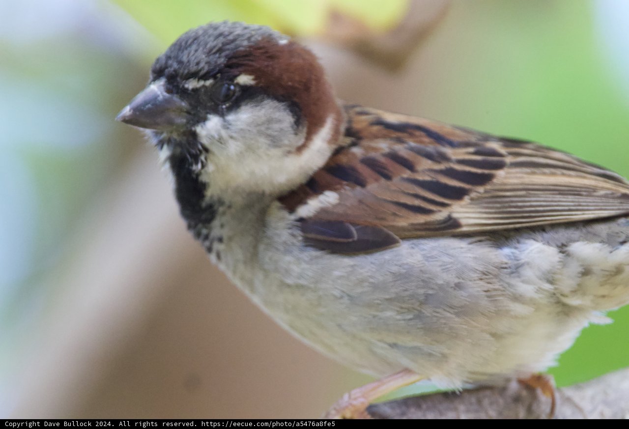 A Close Encounter: House Sparrow at Honolulu Zoo