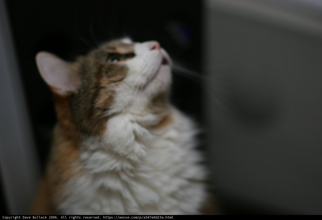 Inquisitive Abyssinian Cat