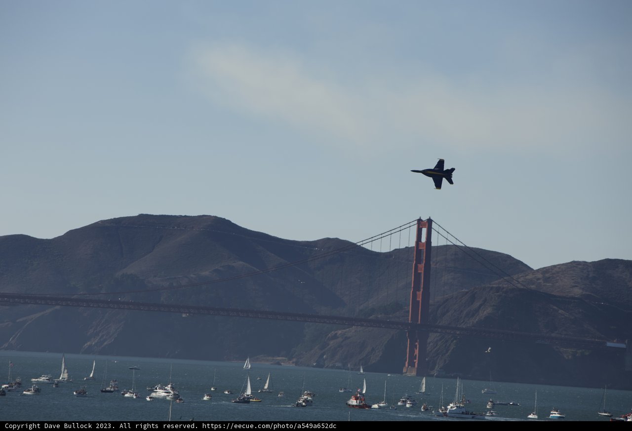 Avian Encounter at the Golden Gate
