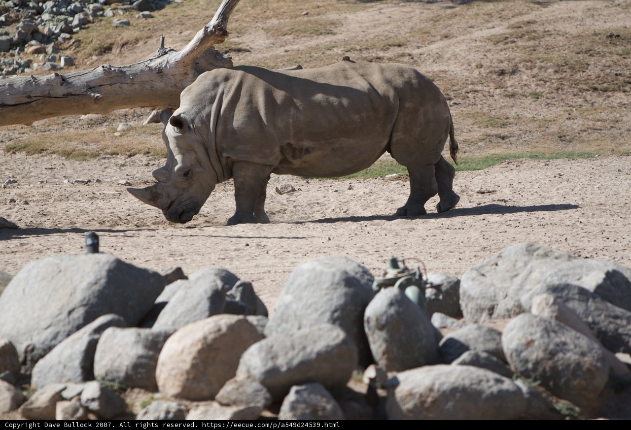 Mighty Rhino Roams the Land