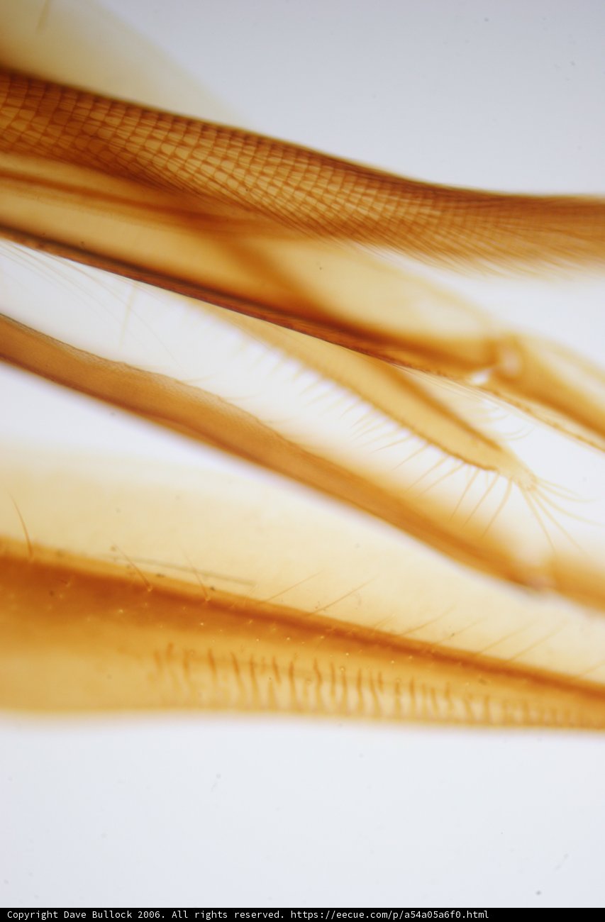 School of Long Thin Fish