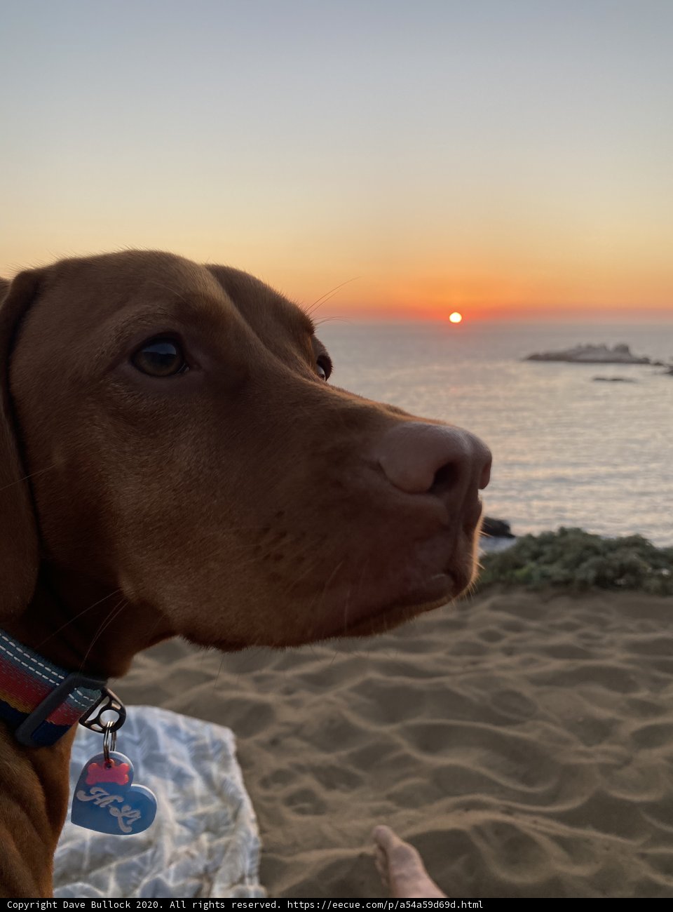 Serene Sunset with Furry Companion