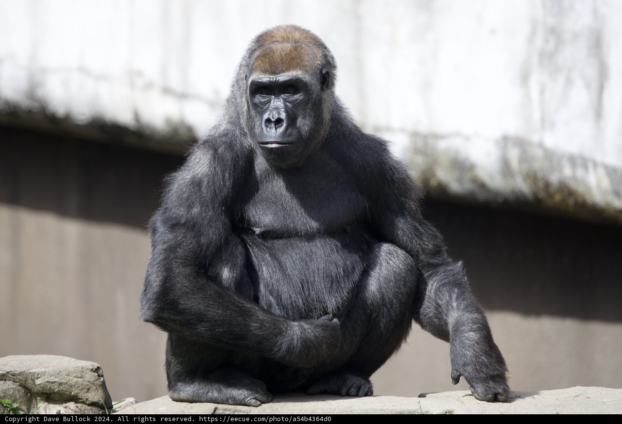 Majestic Gorilla at SF Zoo