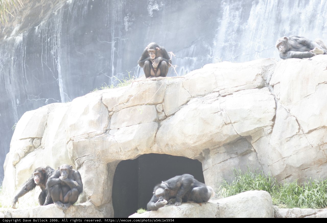 Ape-rable Sight