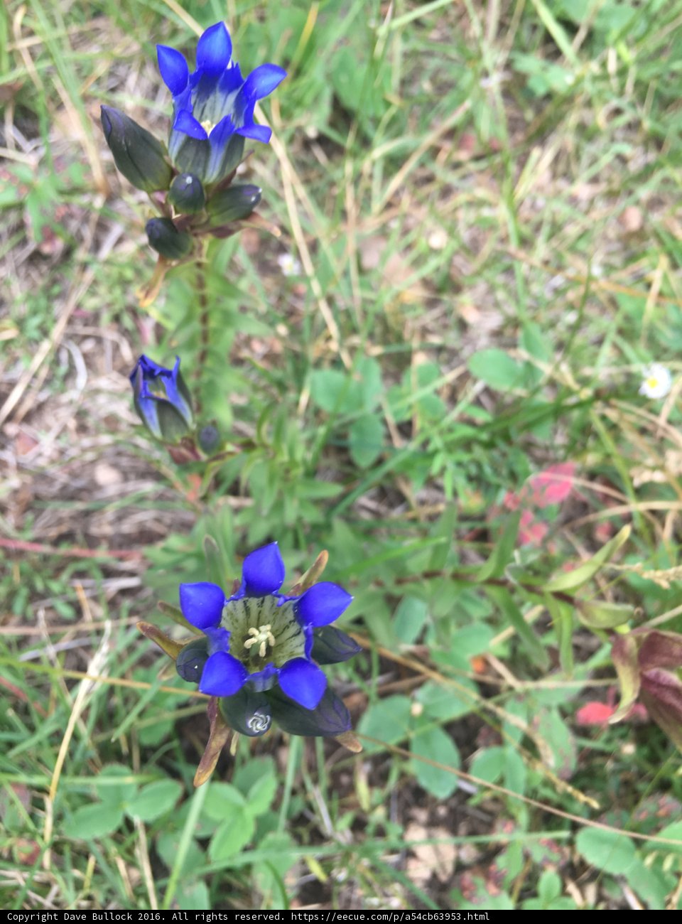 Blue Geranium in Santa Fe National Forest
