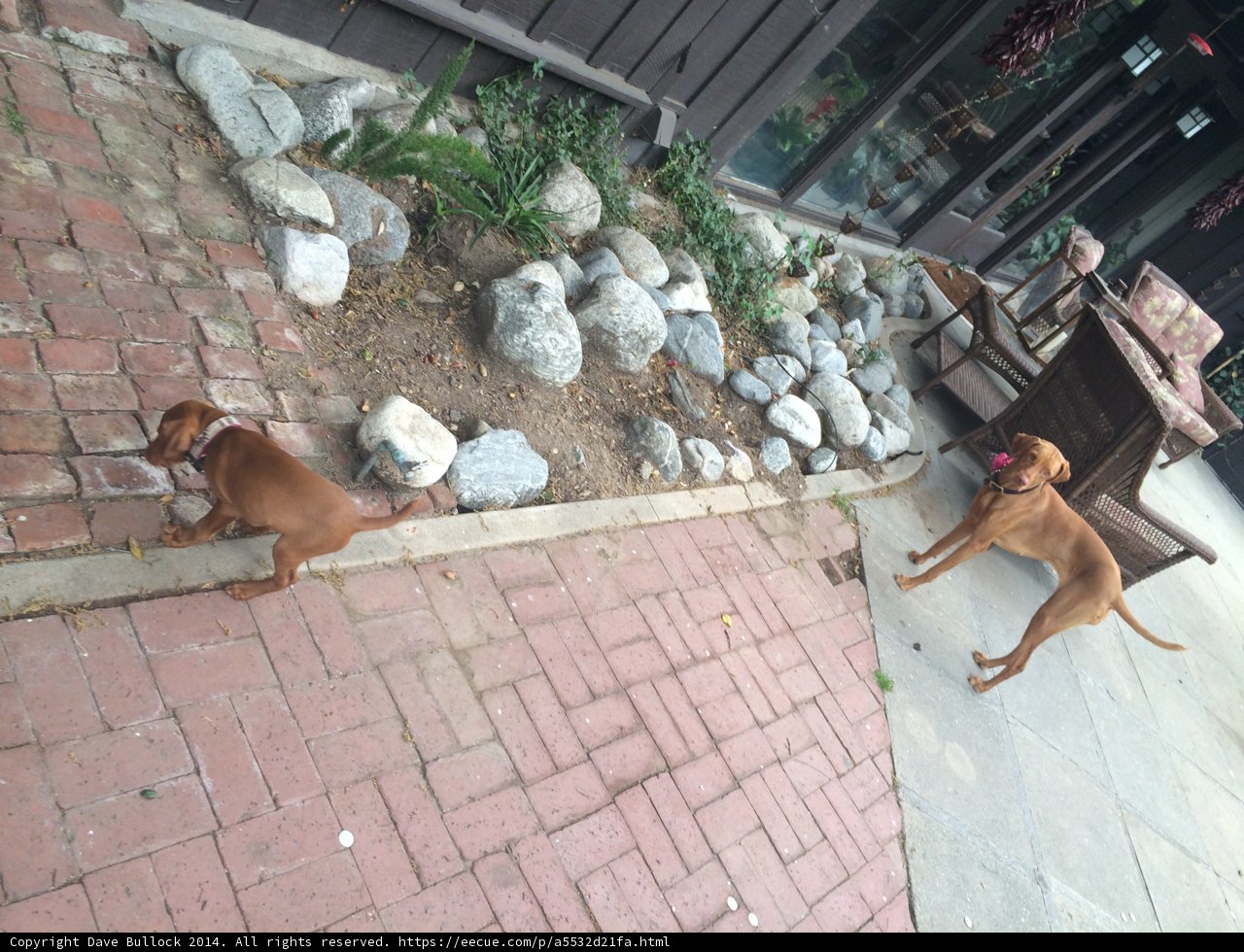 Canine Companion