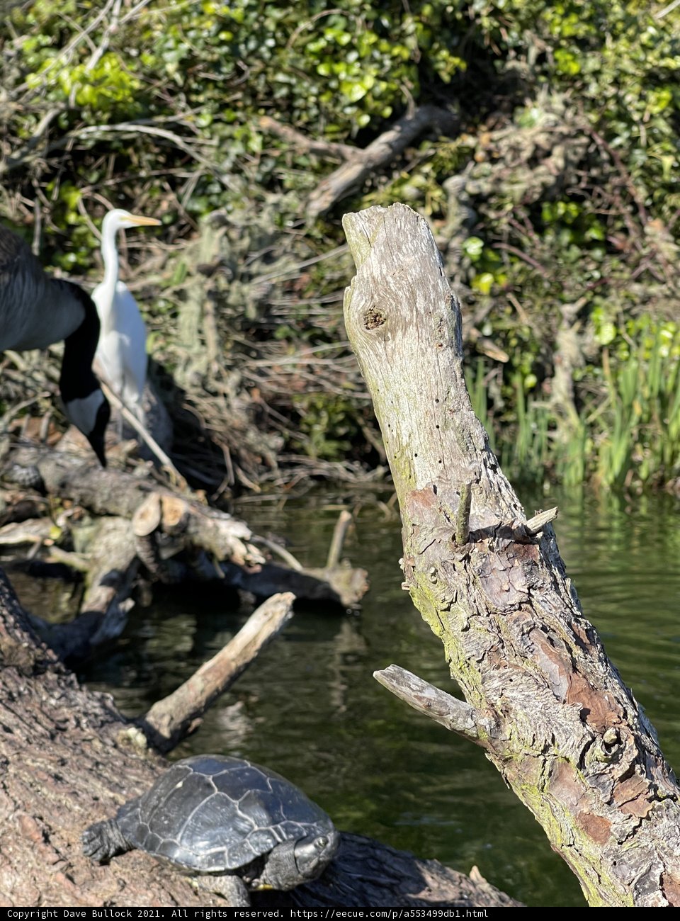 Turtle and Bird on a Log
