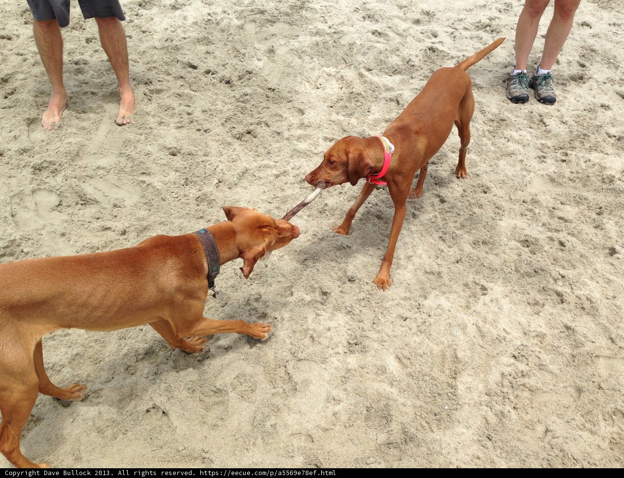 Playtime at Rosie's Dog Beach
