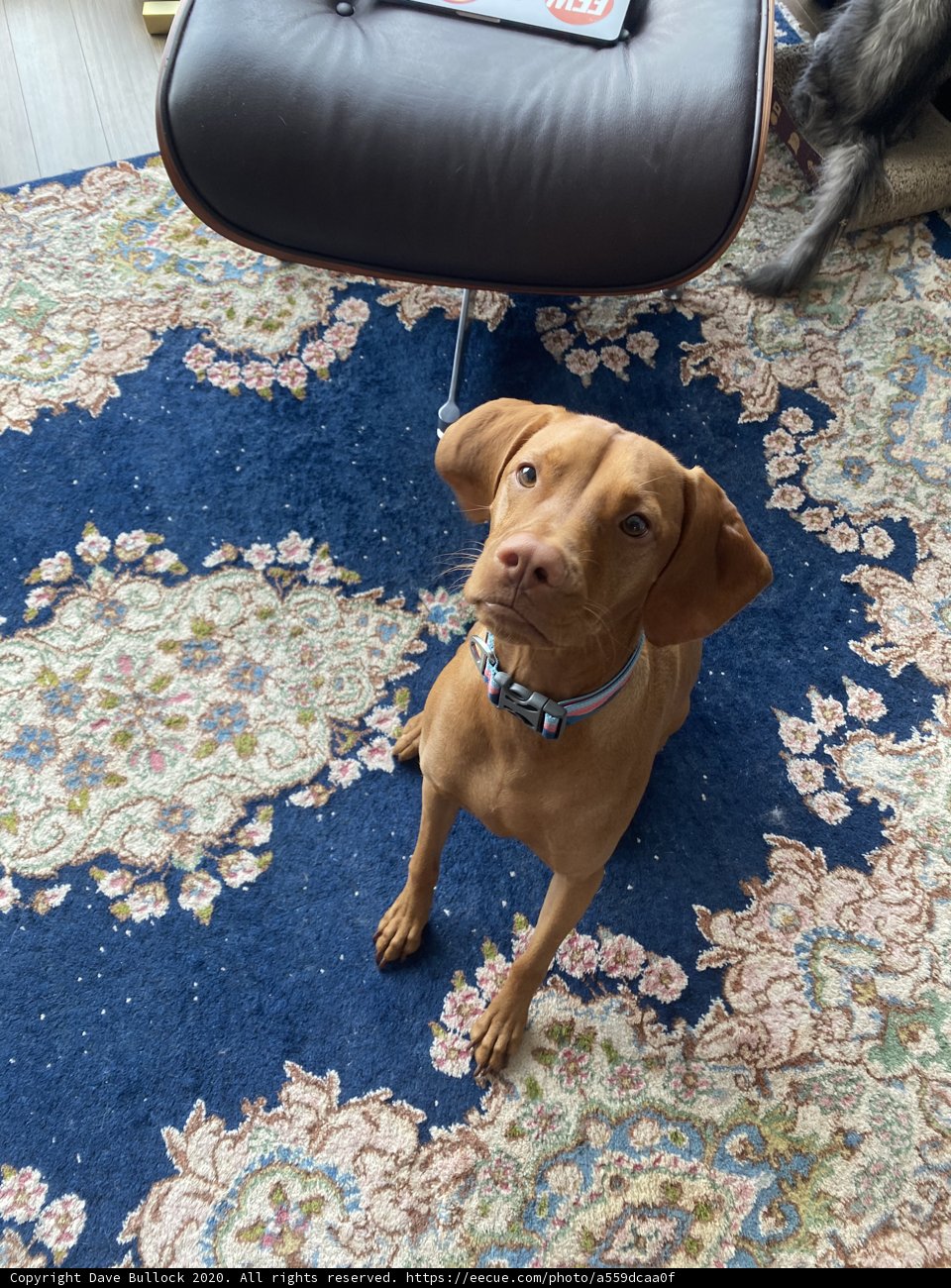Furry Decor: A Vizsla's Relaxation Spot