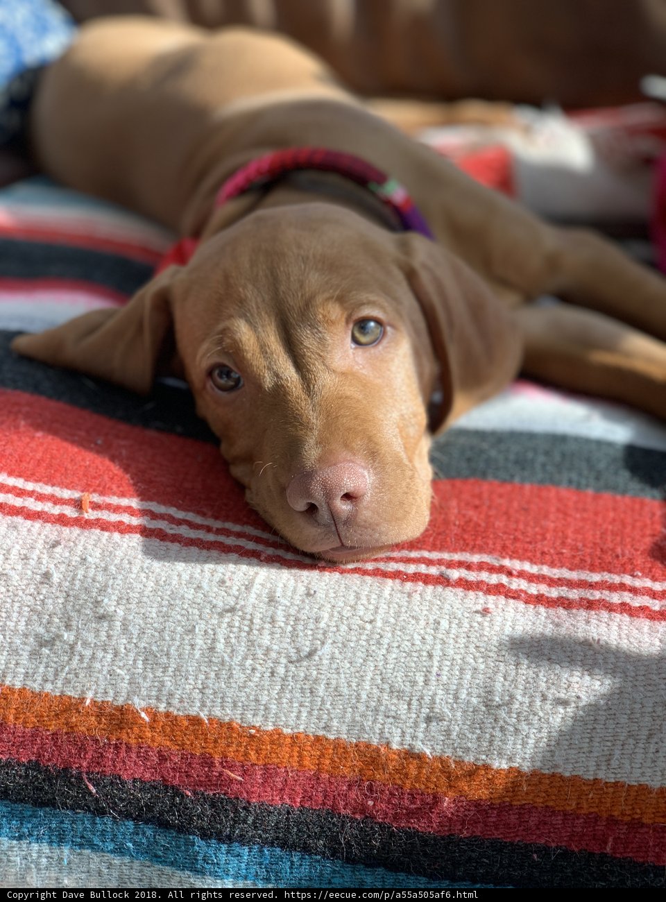 Cozy Canine Companion