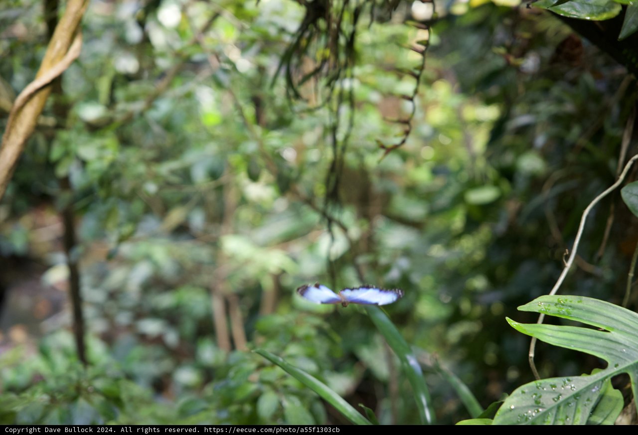 Blue Wonder in the Wild