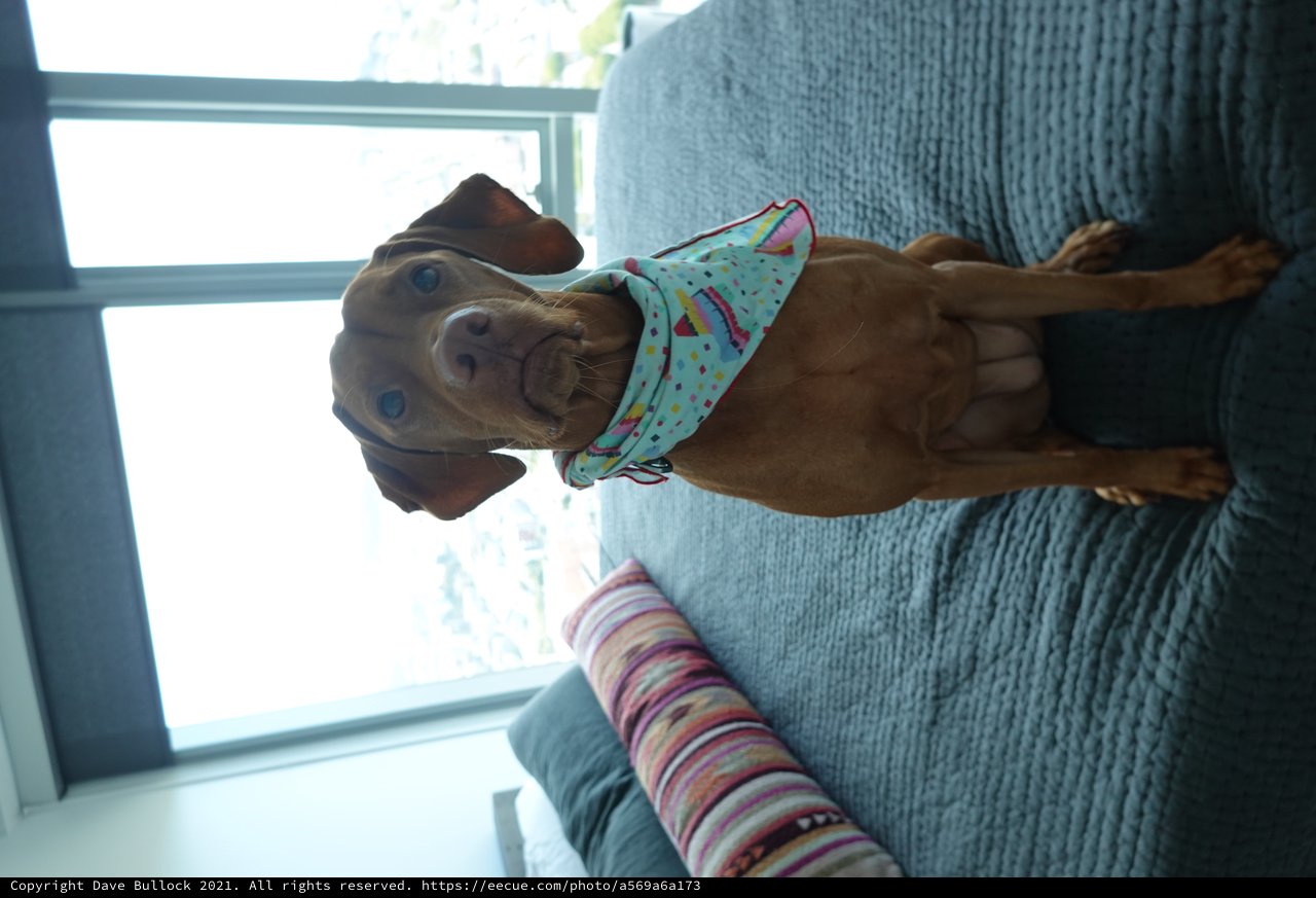 Adorable Puppy in Colorful Bandana on Couch