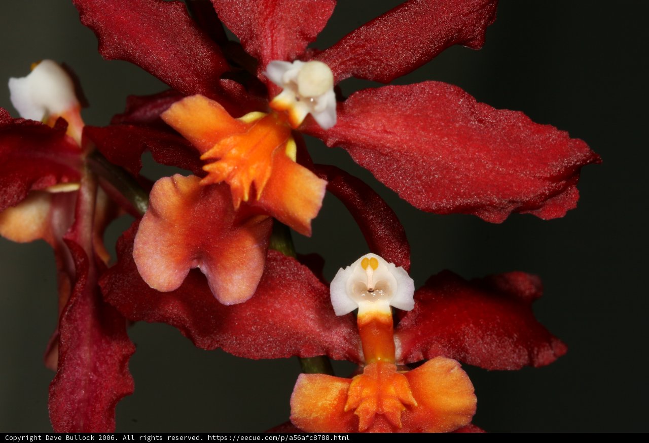 Fiery Beauty