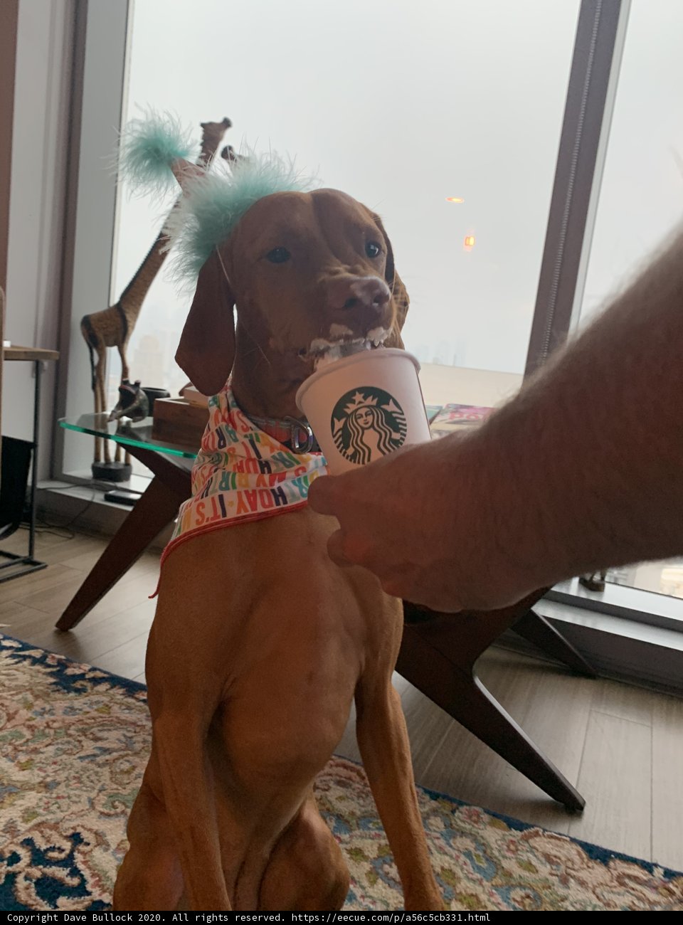 Birthday Puppy