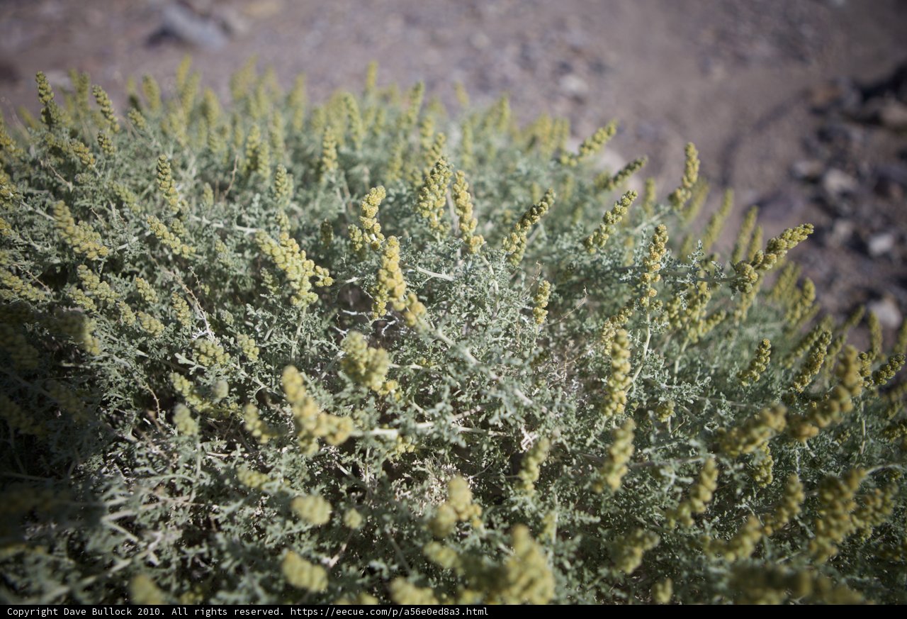 Golden Bloom in the Arid Sands
