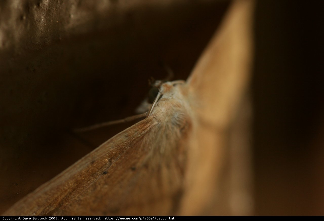 Moth on the Wall