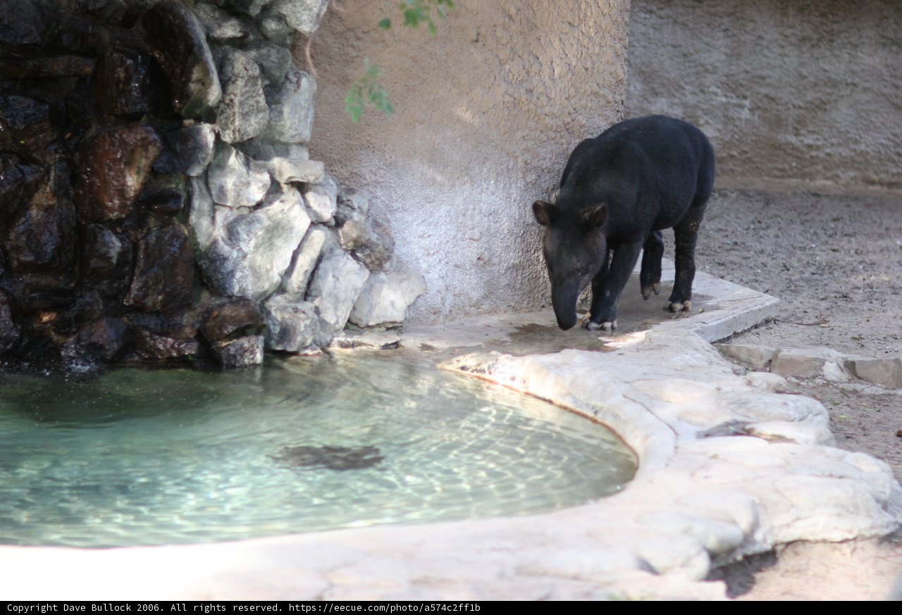 Black Bear by the Slate Pool