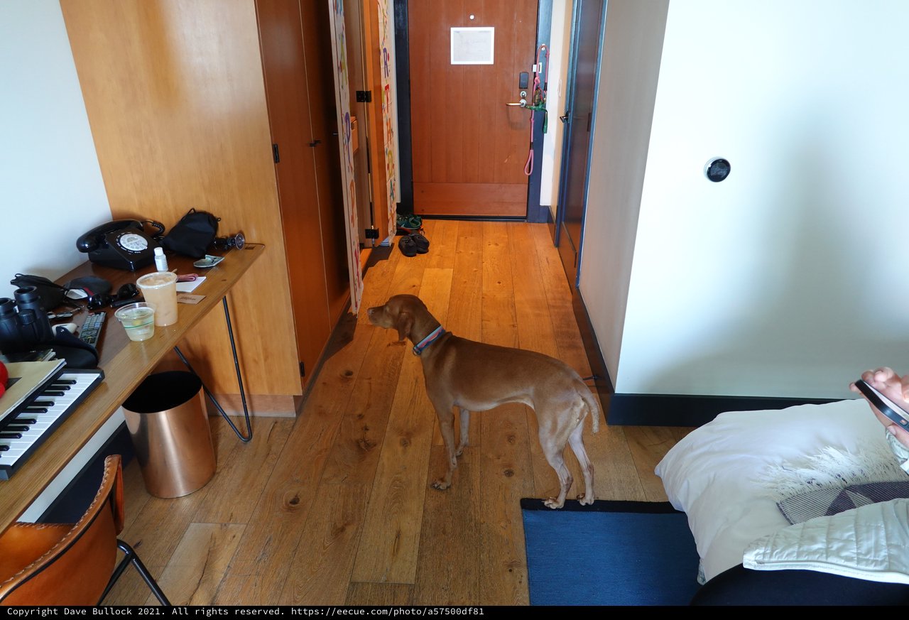 Dog Standing in Cozy Bedroom Interior