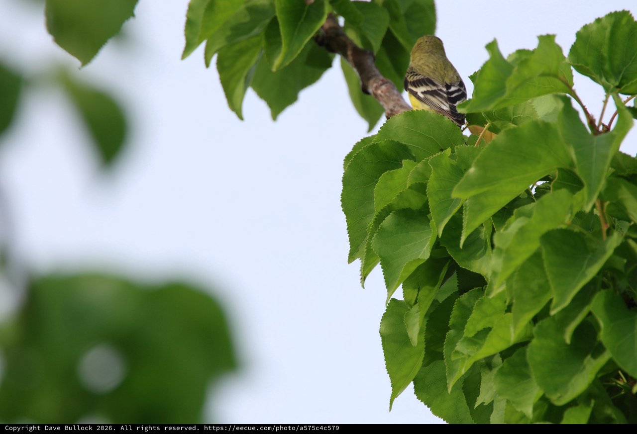 Lesser Goldfinch Perched Among Fresh Spring Leaves