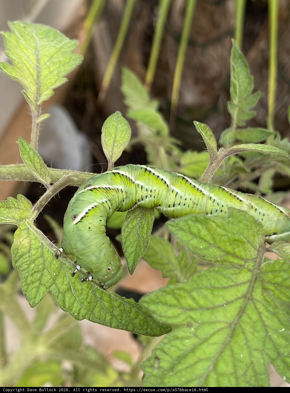 Green Caterpillar on a Leafy Plant