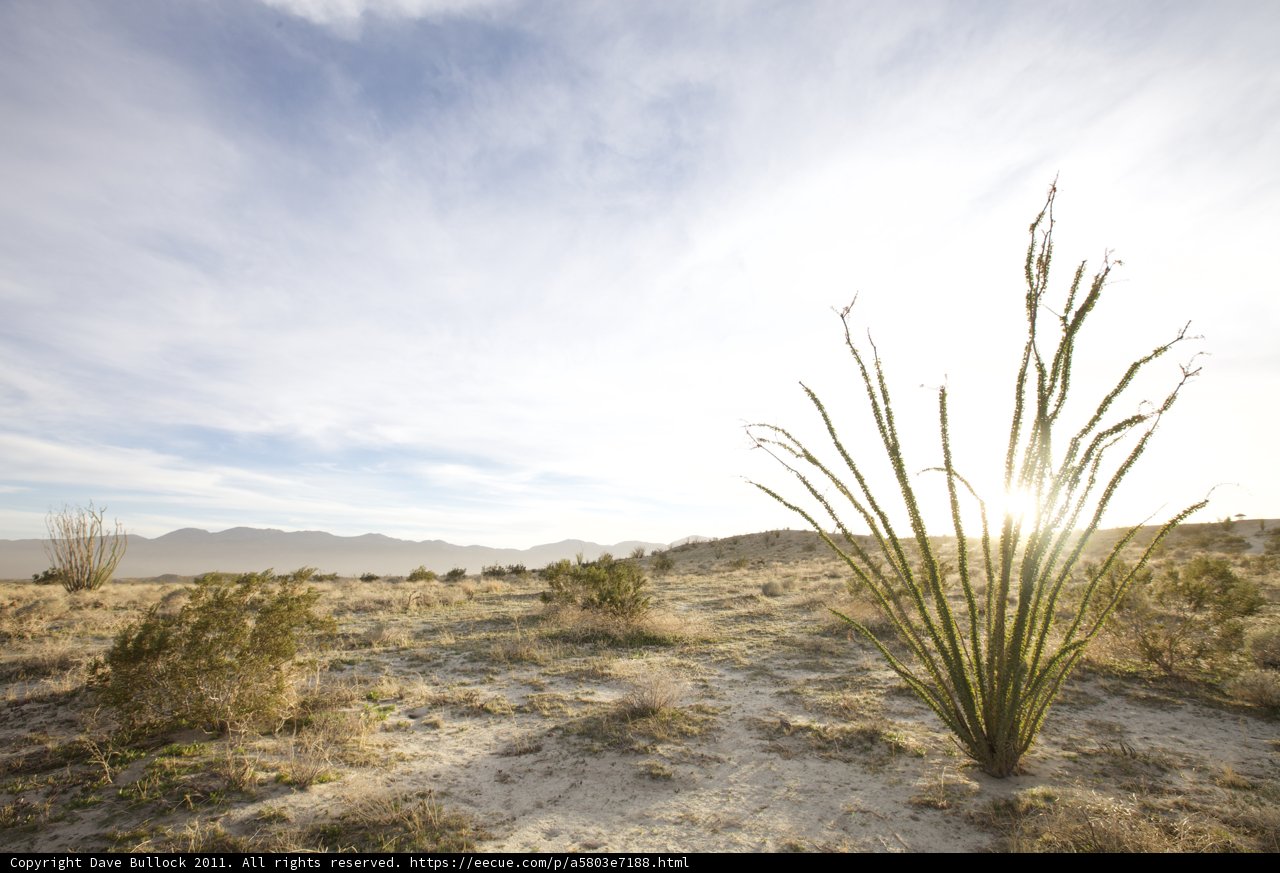 Desert Plant Against the Clear Blue Sky