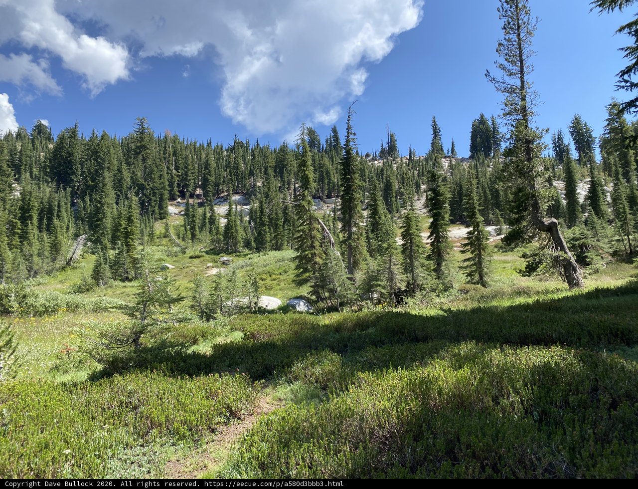 Enchanting Evergreens