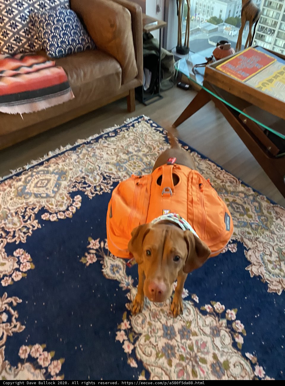 Pumpkin Pup on the Living Room Rug