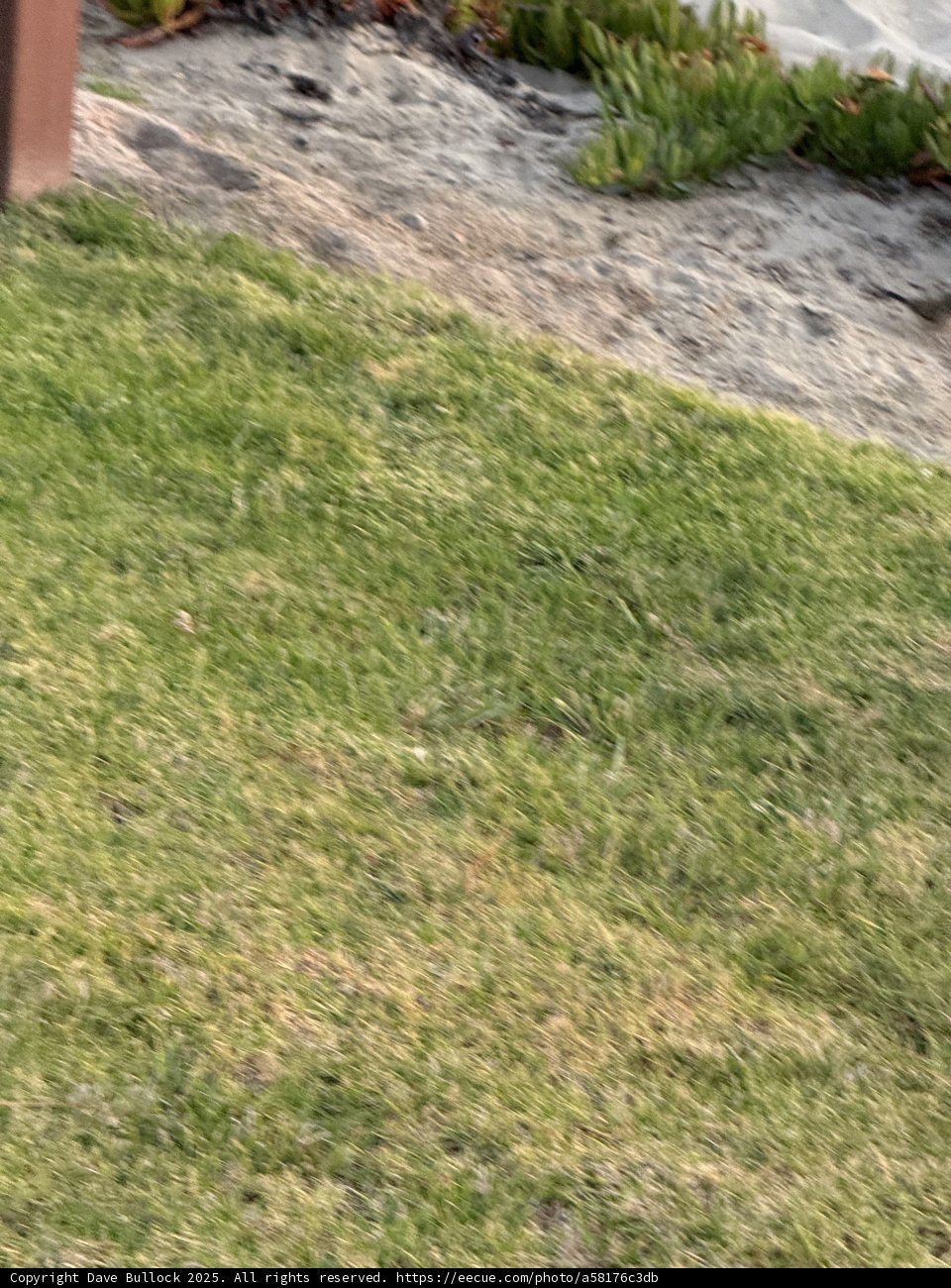 Serene Backyard Vibes