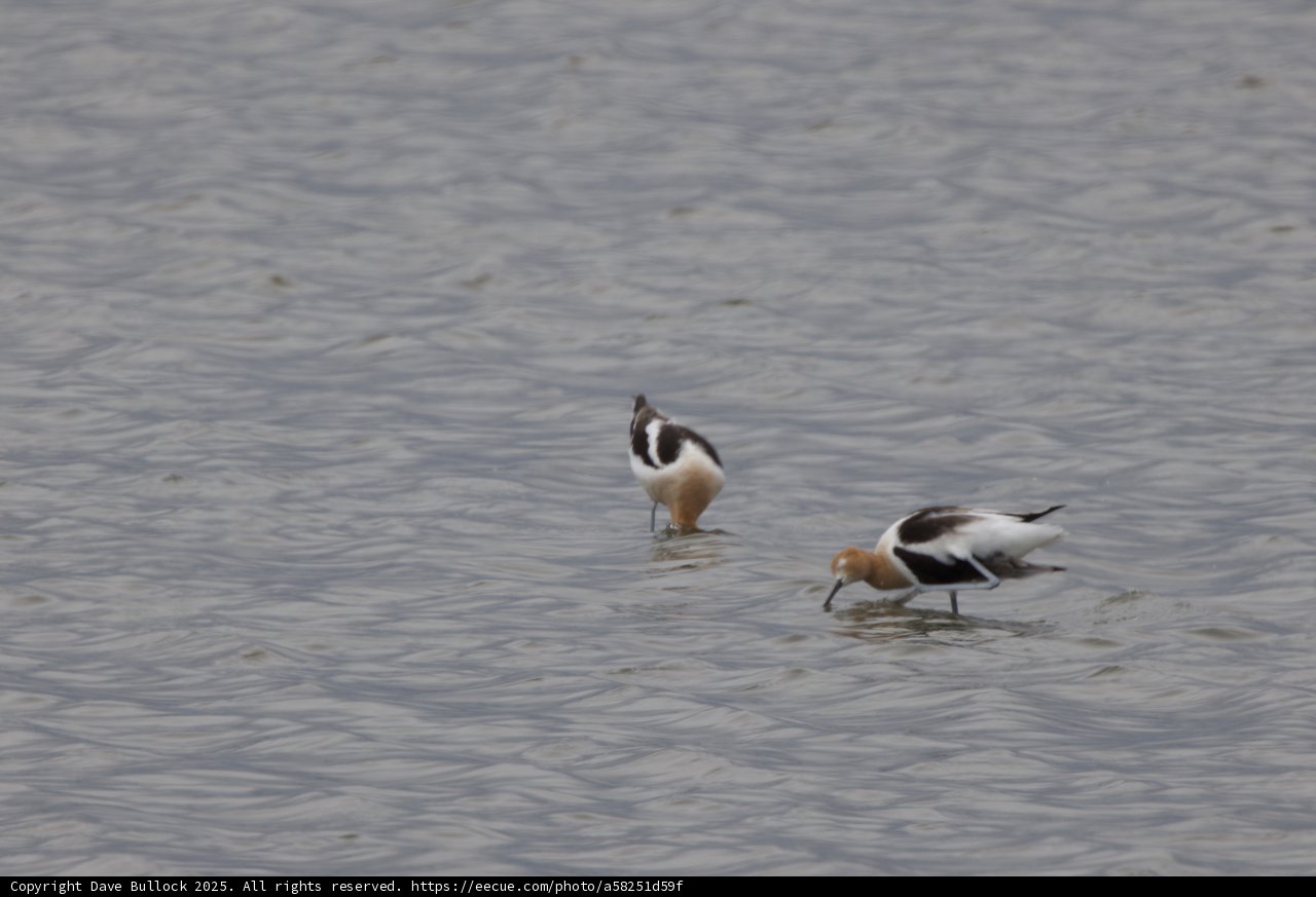 Dancing Among the Ripples
