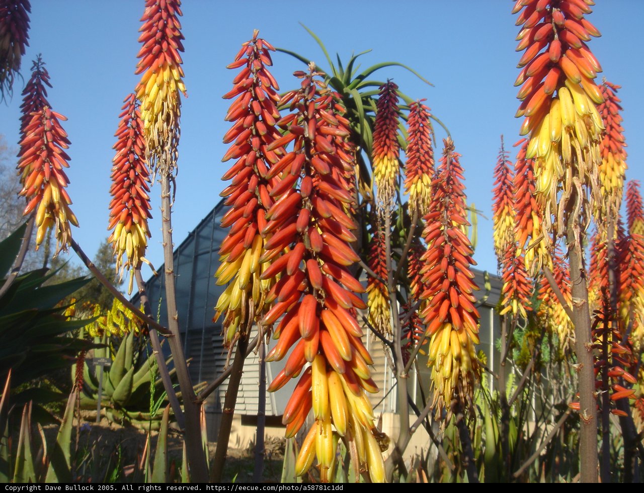 Vibrant Blooms Under Blue Skies