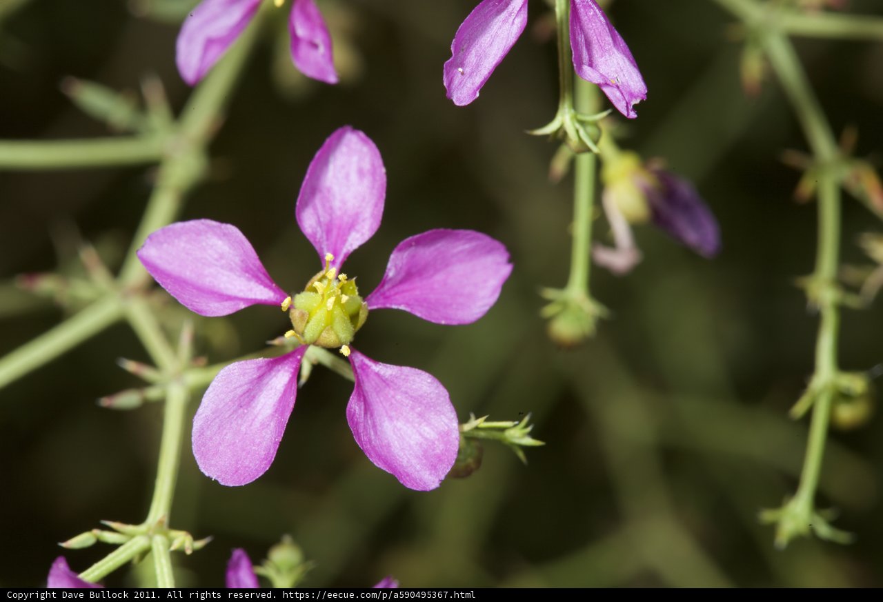 Geranium Blossom
