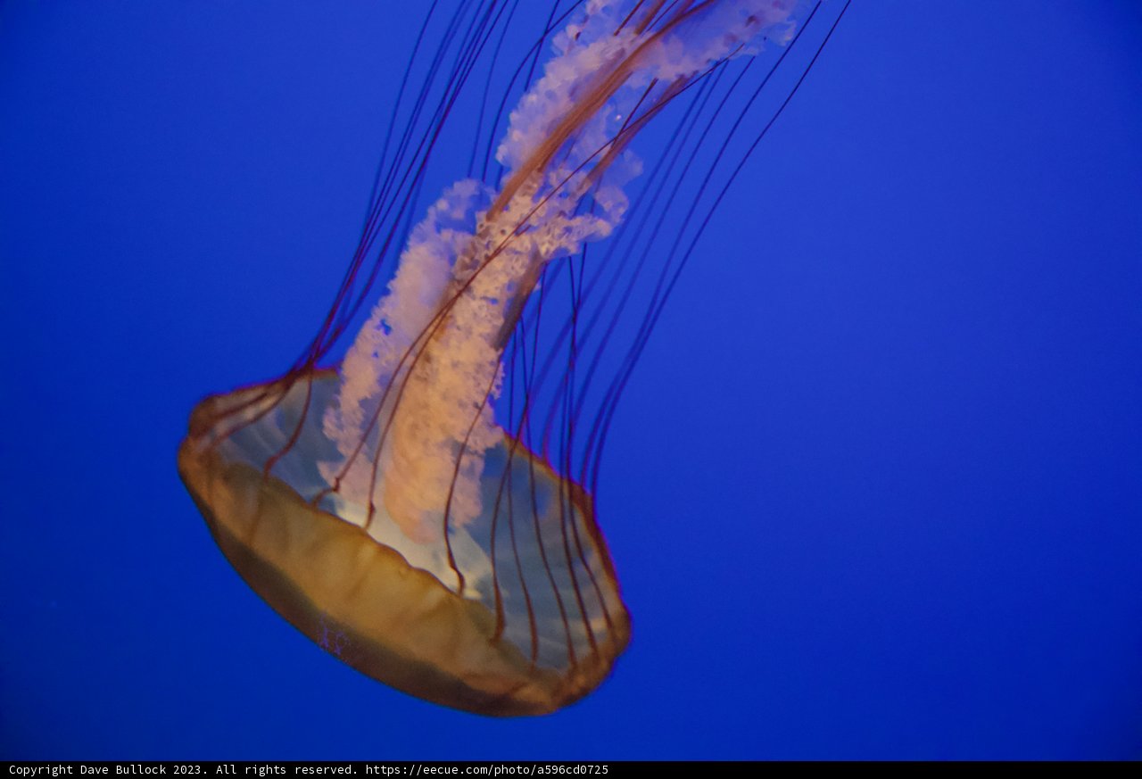 Majestic Depths: The Ballet of a Jellyfish