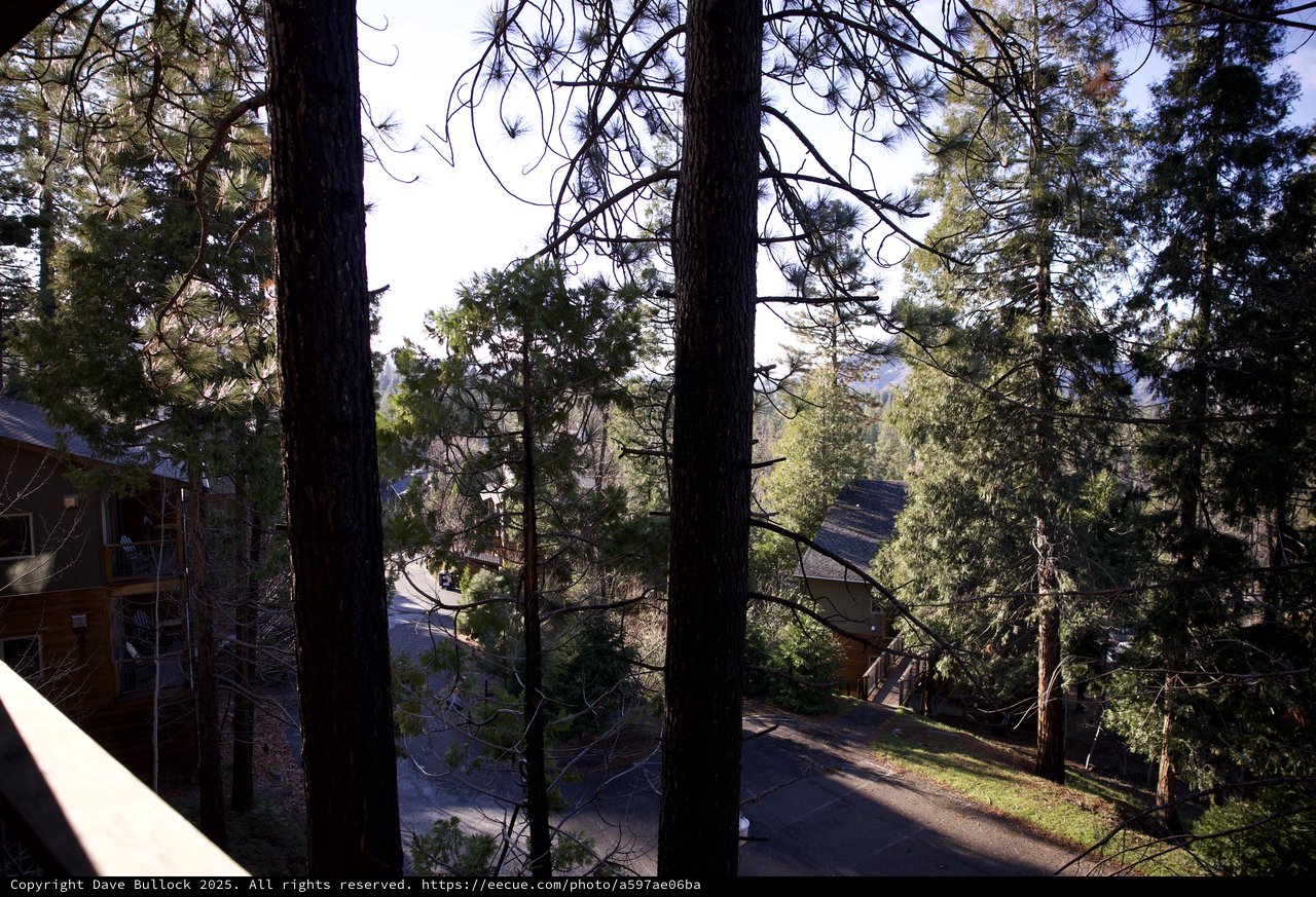 Mountain Cabin View Through Forest Pines