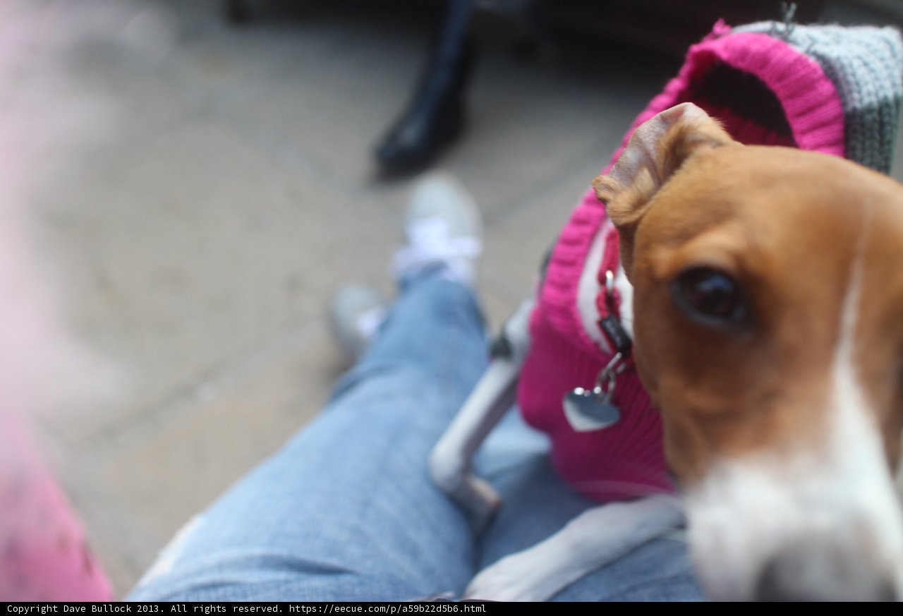 Pink sweater clad Hound