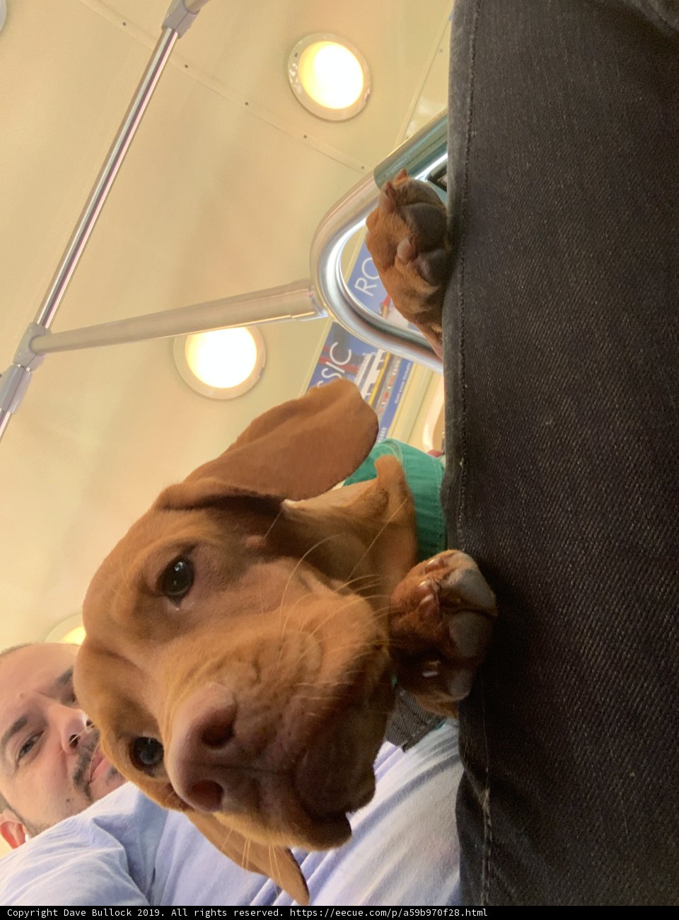 Curious Canine