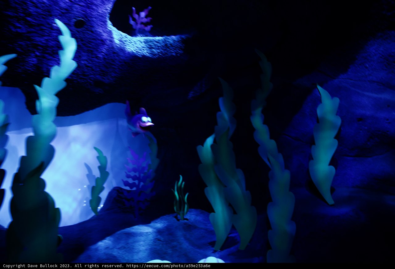 Enchanting Purple Fish Encounter at Disneyland
