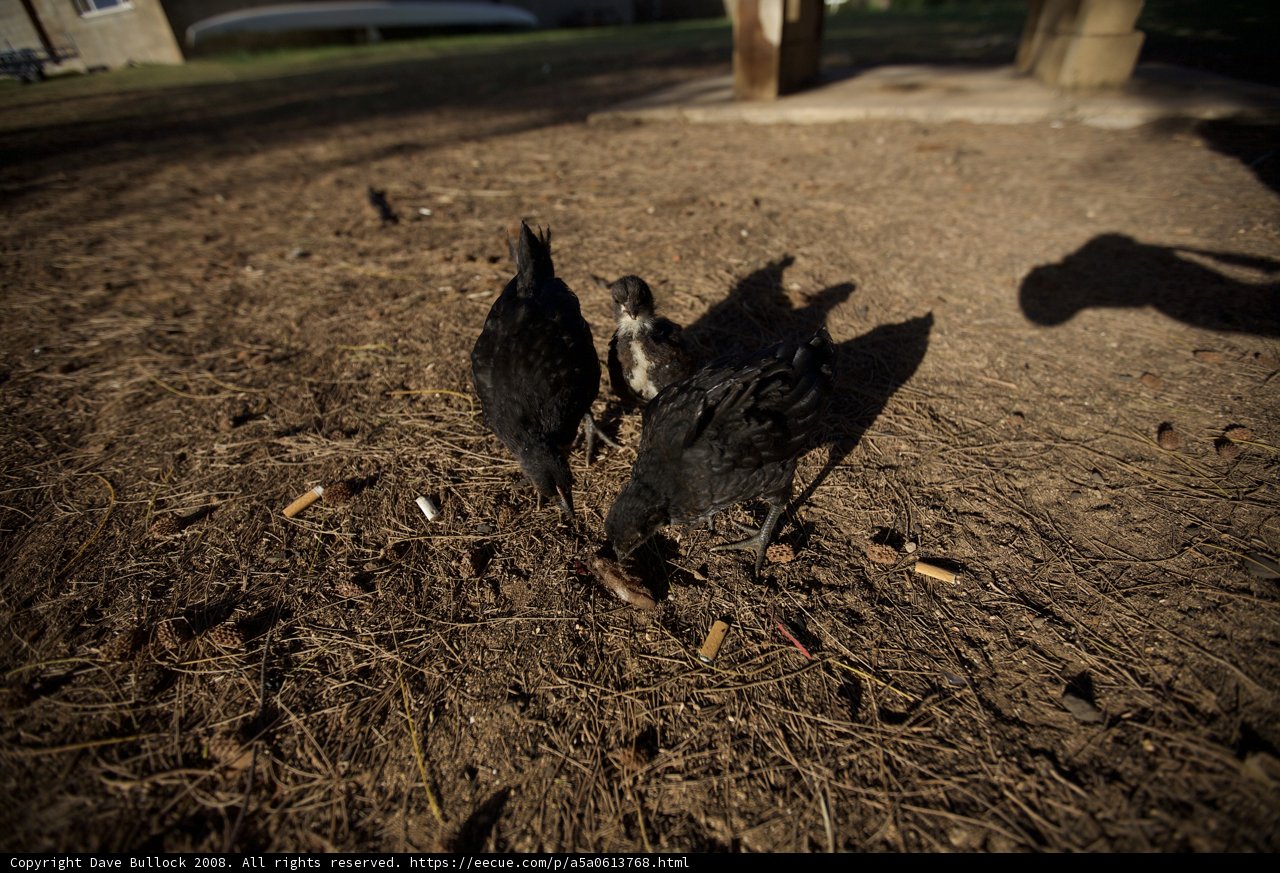 Feasting Fowl