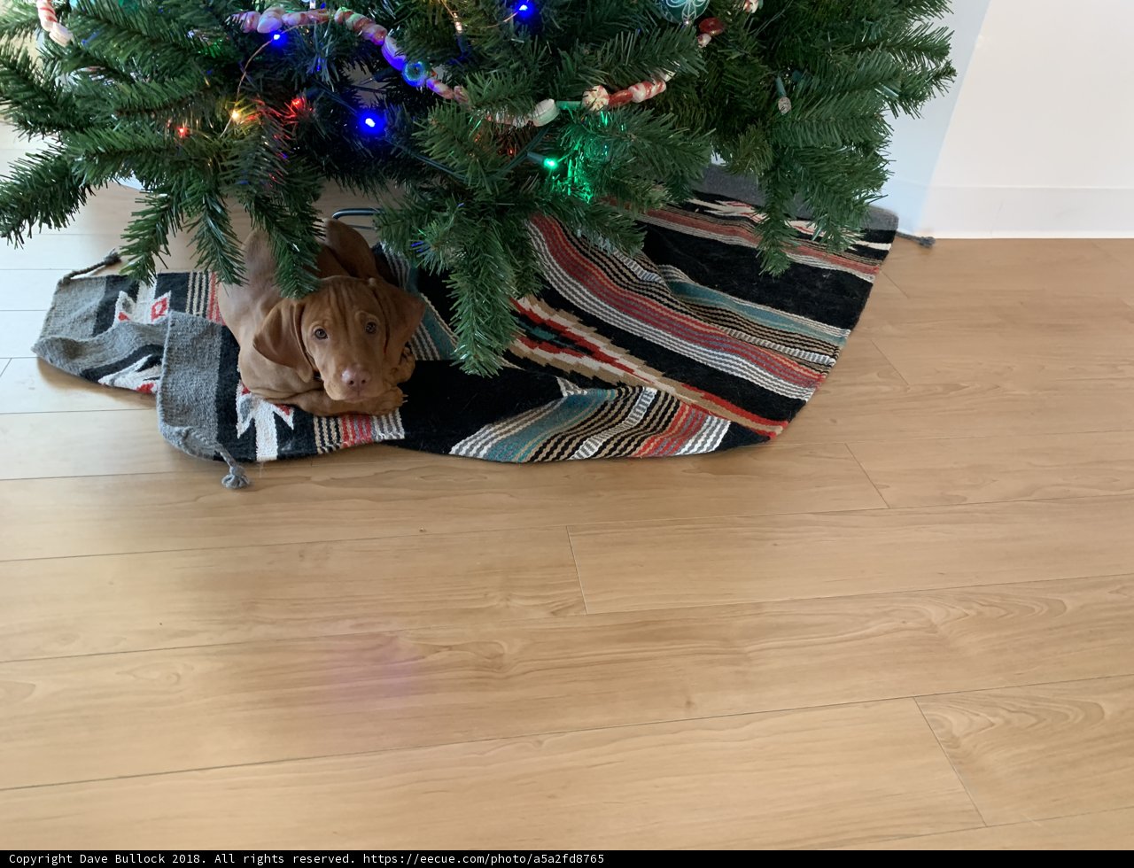 A Dog's Christmas