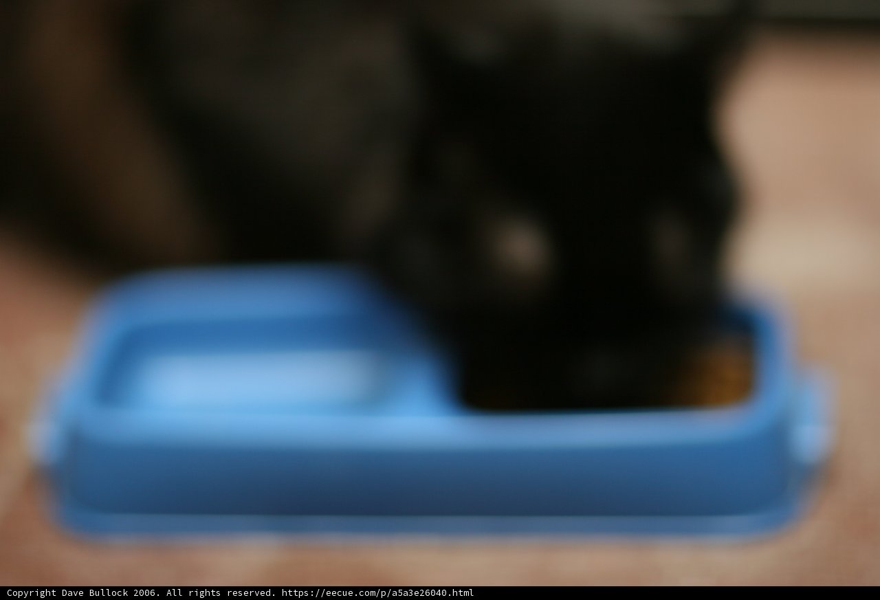 Dinner Time for the Furry Feline