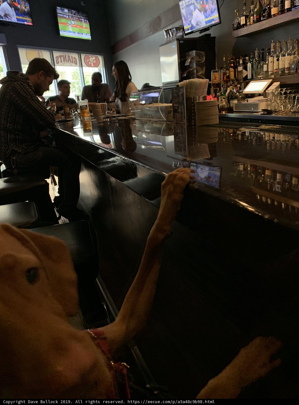 Happy Hour at the Dog and Owner Bar