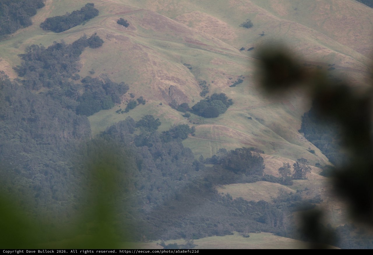 Raptor Silhouette Against Rolling California Hills