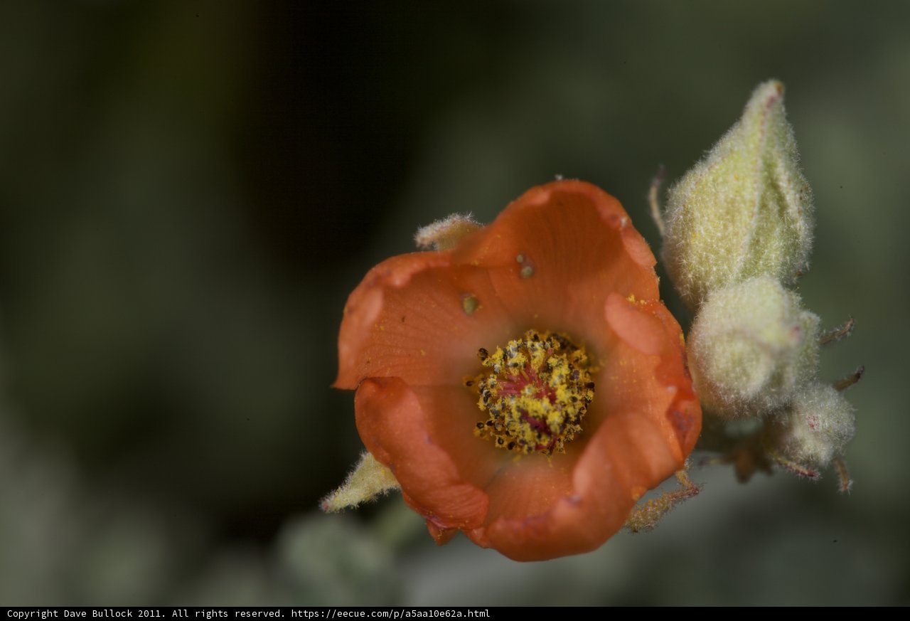 Vibrant Orange Flower with Yellow Center