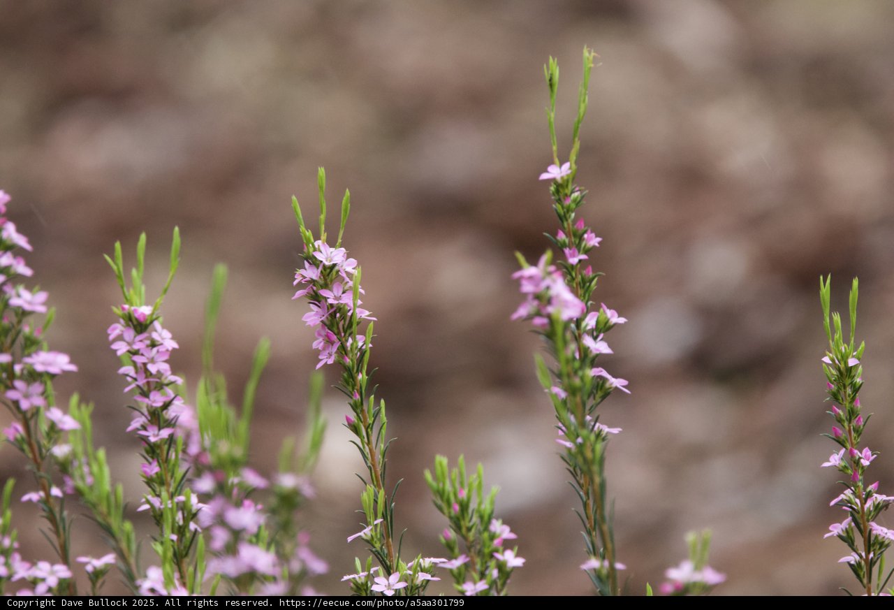 Flourishing in Hues of Purple